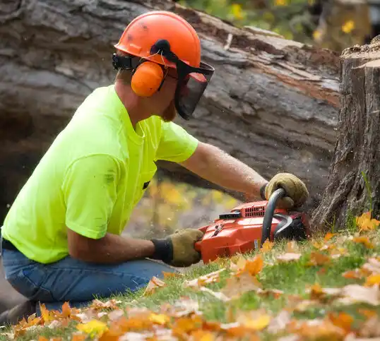 tree services Collins